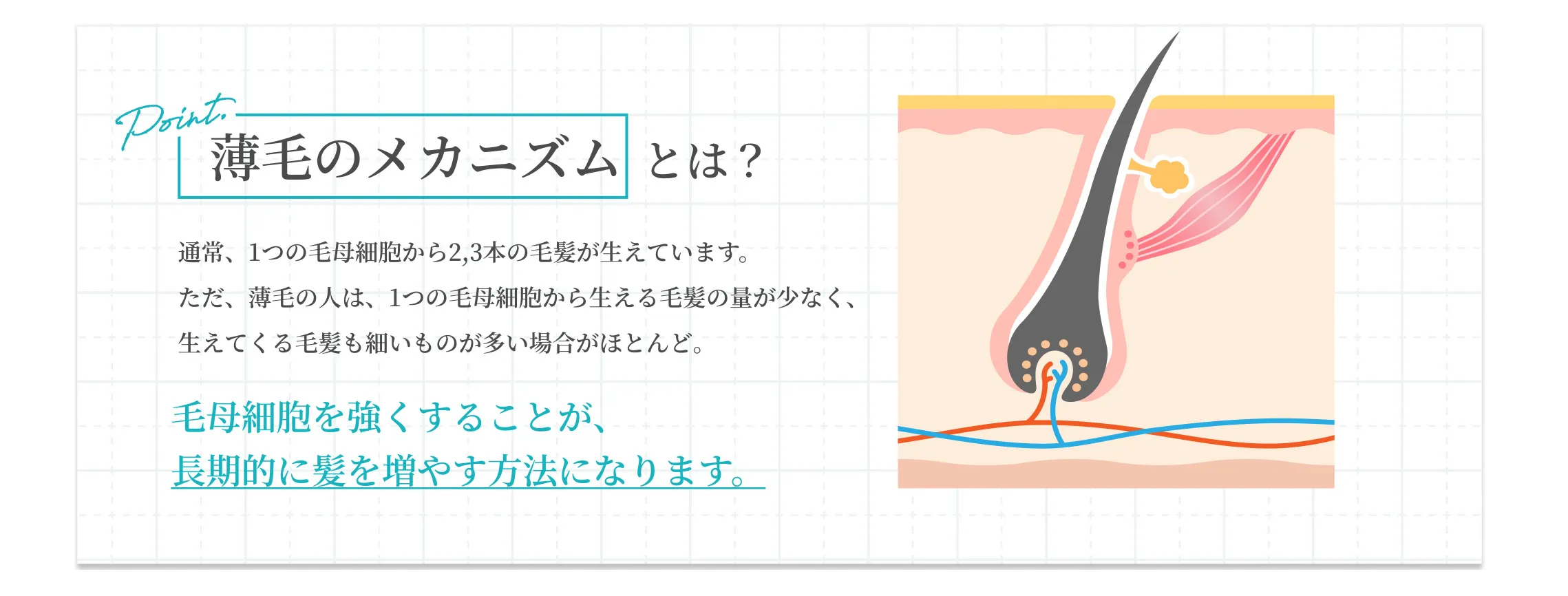 薄毛のメカニズムとは？